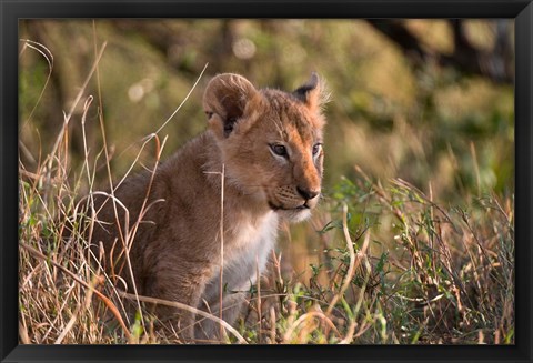 Framed Lion cub, Masai Mara National Reserve, Kenya Print