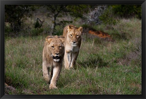 Framed Lion, Kariega Game Reserve, South Africa Print