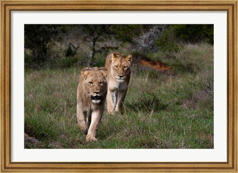 Framed Lion, Kariega Game Reserve, South Africa Print