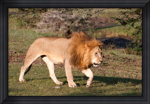 Framed Lion, Panthera leo, Maasai Mara, Kenya. Print