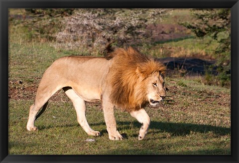 Framed Lion, Panthera leo, Maasai Mara, Kenya. Print