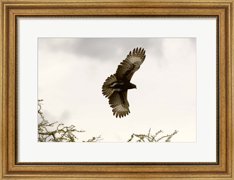 Framed Long Crested Eagle, Meru National Park, Kenya Print