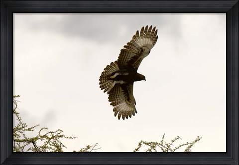 Framed Long Crested Eagle, Meru National Park, Kenya Print