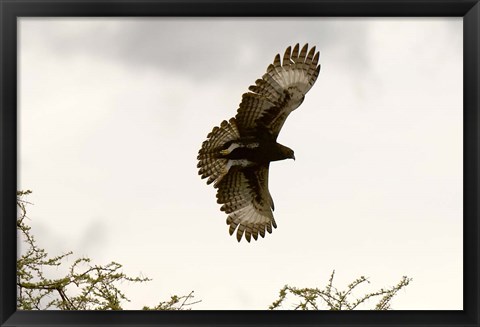 Framed Long Crested Eagle, Meru National Park, Kenya Print