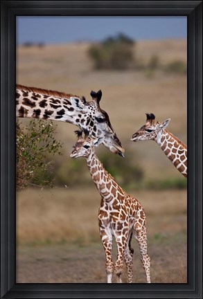 Framed Maasai Giraffe, Masai Mara, Kenya Print