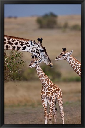 Framed Maasai Giraffe, Masai Mara, Kenya Print