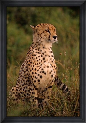 Framed Kenya: Masai Mara, head of mating cheetah Print