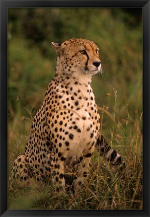 Framed Kenya: Masai Mara, head of mating cheetah Print