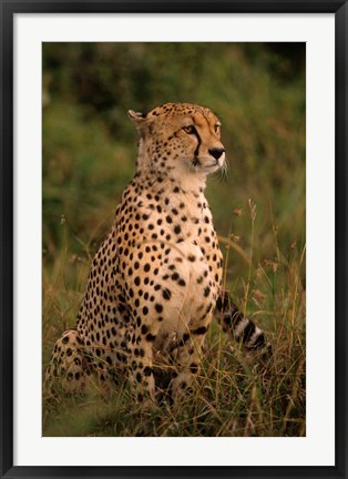 Framed Kenya: Masai Mara, head of mating cheetah Print