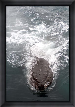 Framed Humpback Whales in Antarctica Print