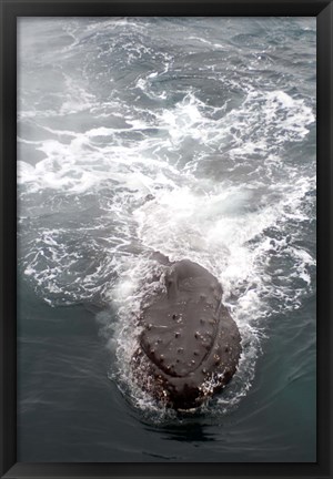 Framed Humpback Whales in Antarctica Print