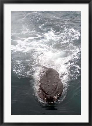 Framed Humpback Whales in Antarctica Print