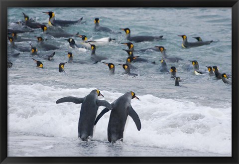 Framed King Penguin, Gold Harbor, South Georgia, Antarctica Print