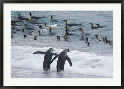 Framed King Penguin, Gold Harbor, South Georgia, Antarctica Print