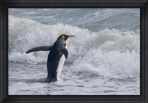 Framed King Penguin, Salisbury Plain, South Georgia Print