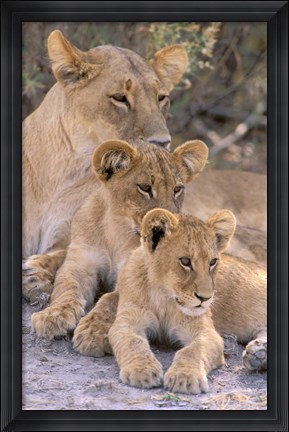 Framed Lioness and Cubs, Okavango Delta, Botswana Print
