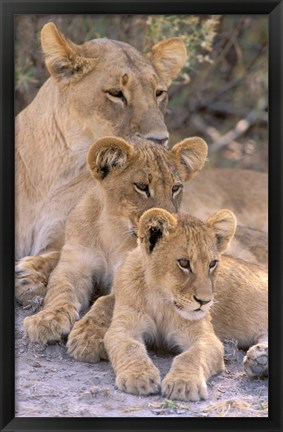 Framed Lioness and Cubs, Okavango Delta, Botswana Print