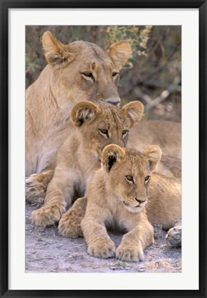 Framed Lioness and Cubs, Okavango Delta, Botswana Print