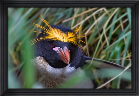 Framed Macaroni Penguin in the grass, Cooper Baby, South Georgia, Antarctica Print