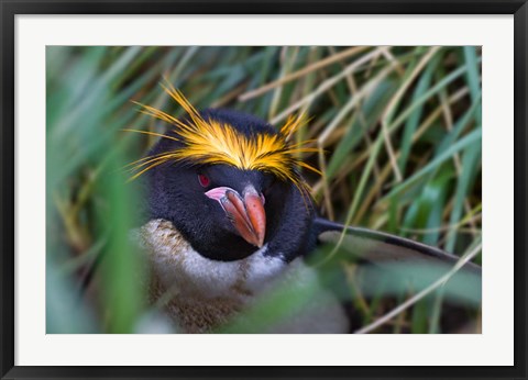 Framed Macaroni Penguin in the grass, Cooper Baby, South Georgia, Antarctica Print