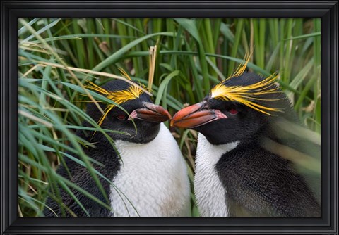 Framed Macaroni Penguin, Cooper Baby, Antarctica Print
