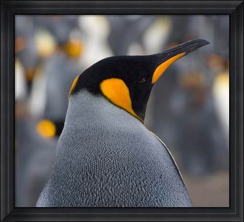 Framed King Penguin, Salisbury Plain, South Georgia, Antarctica Print