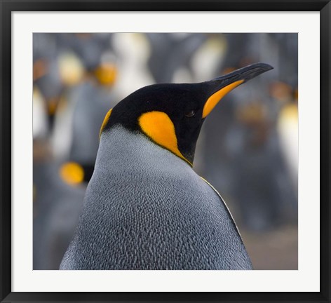Framed King Penguin, Salisbury Plain, South Georgia, Antarctica Print