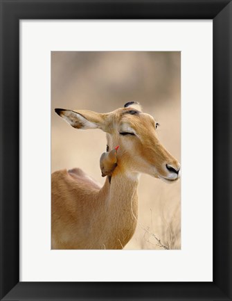 Framed Impala, Red-billed Oxpecker, Samburu Game Reserve, Kenya Print