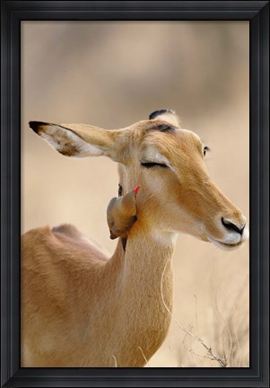 Framed Impala, Red-billed Oxpecker, Samburu Game Reserve, Kenya Print