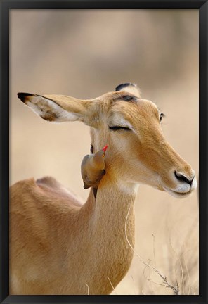 Framed Impala, Red-billed Oxpecker, Samburu Game Reserve, Kenya Print