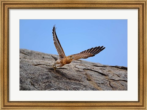Framed Kestrel, Serengeti National Park, Tanzania Print