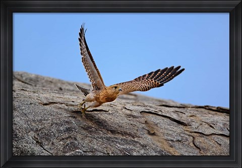 Framed Kestrel, Serengeti National Park, Tanzania Print