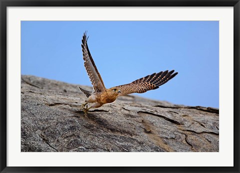 Framed Kestrel, Serengeti National Park, Tanzania Print