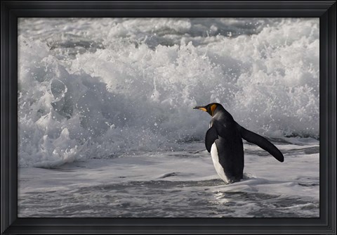 Framed King Penguin in the surf, Antarctica Print