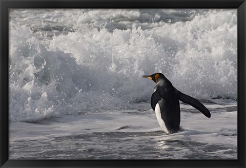 Framed King Penguin in the surf, Antarctica Print
