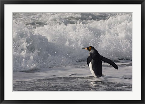 Framed King Penguin in the surf, Antarctica Print