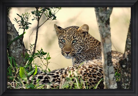 Framed Leopard resting beneath tree, Maasai Mara, Kenya Print