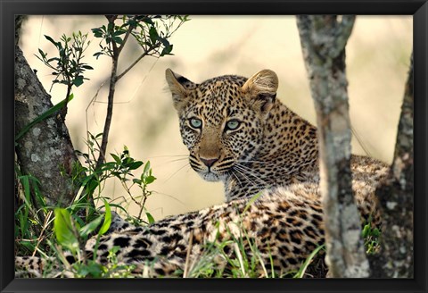Framed Leopard resting beneath tree, Maasai Mara, Kenya Print