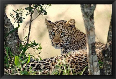 Framed Leopard resting beneath tree, Maasai Mara, Kenya Print