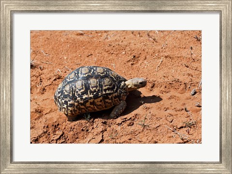 Framed Leopard Tortoise, Samburu National Game Reserve, Kenya Print