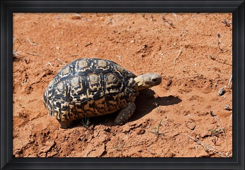 Framed Leopard Tortoise, Samburu National Game Reserve, Kenya Print