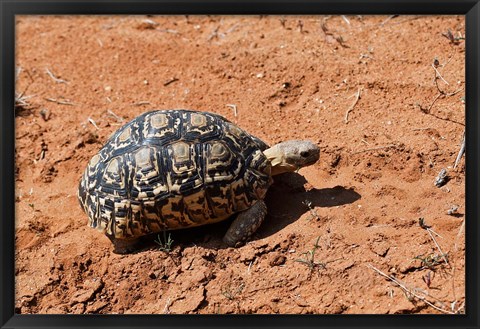 Framed Leopard Tortoise, Samburu National Game Reserve, Kenya Print