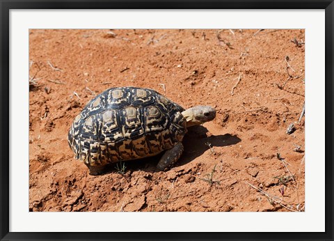 Framed Leopard Tortoise, Samburu National Game Reserve, Kenya Print