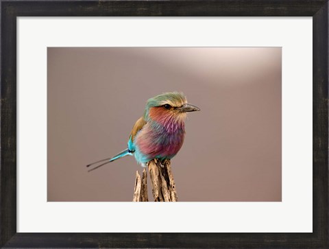 Framed Lilac breasted Roller bird, Samburu Game Reserve, Kenya Print
