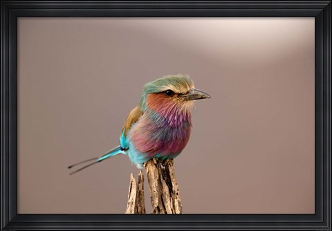 Framed Lilac breasted Roller bird, Samburu Game Reserve, Kenya Print