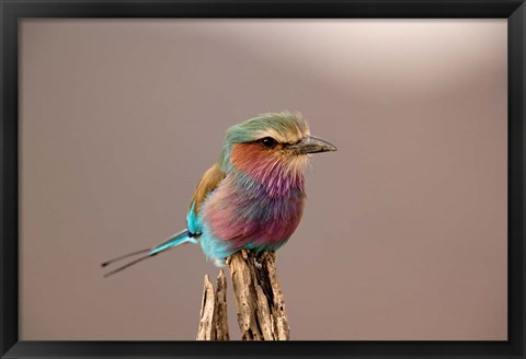 Framed Lilac breasted Roller bird, Samburu Game Reserve, Kenya Print