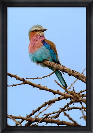 Framed Lilac breasted Roller, Serengeti National Park, Tanzania Print