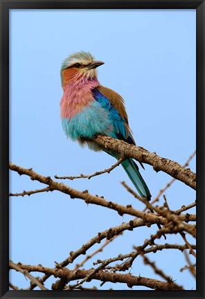 Framed Lilac breasted Roller, Serengeti National Park, Tanzania Print