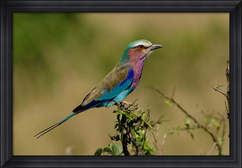 Framed Lilacbreasted Roller bird, Kenya Print