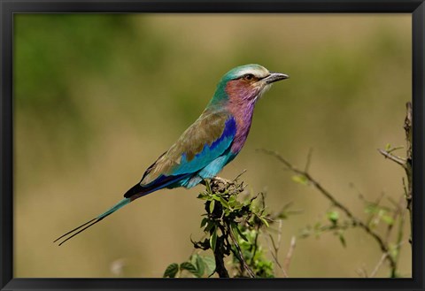 Framed Lilacbreasted Roller bird, Kenya Print